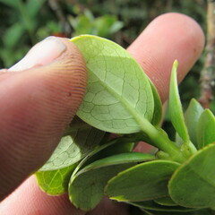 Symplocos theiformis