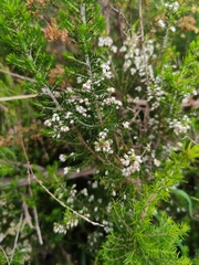 Erica lusitanica