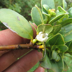 Symplocos theiformis