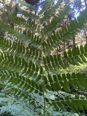 Diplazium viridissimum