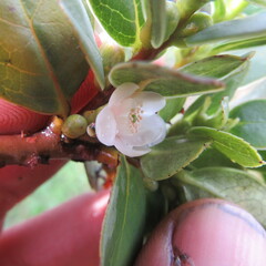 Symplocos theiformis