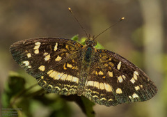 Anthanassa tulcis