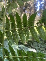 Diplazium viridissimum