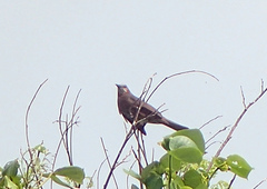 Hypsipetes amaurotis