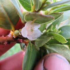 Symplocos theiformis