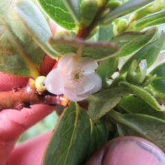 Symplocos theiformis