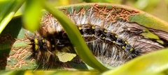 Anthela rubeola
