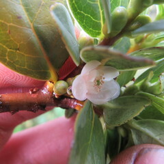 Symplocos theiformis