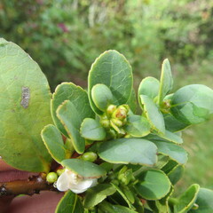 Symplocos theiformis