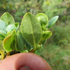 Symplocos theiformis