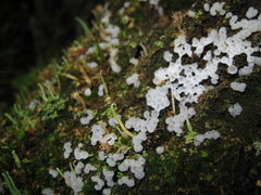 Ceratiomyxa morchella