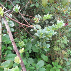 Symplocos theiformis