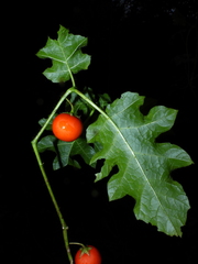 Solanum capsicoides