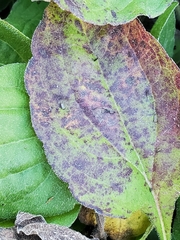 Septoria rudbeckiae