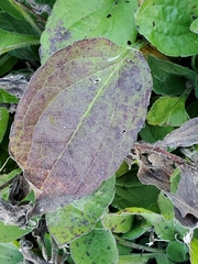 Septoria rudbeckiae