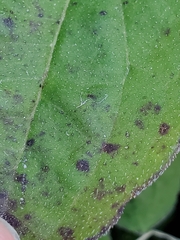 Septoria rudbeckiae