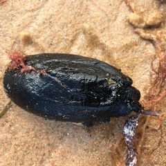 Scutus antipodes