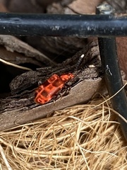 Lemodes coccinea
