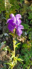Aconitum ferox