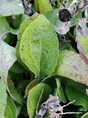 Septoria rudbeckiae