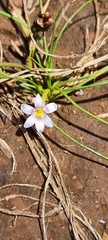 Romulea minutiflora