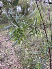 Acacia stricta