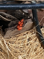 Lemodes coccinea