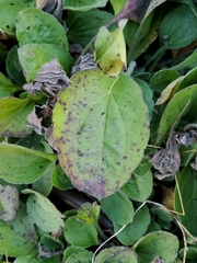 Septoria rudbeckiae