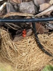 Lemodes coccinea