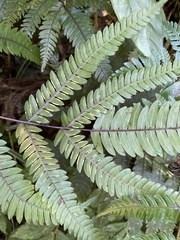 Pteris aspericaulis