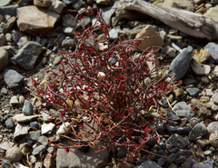 Eriogonum nidularium