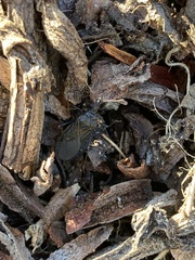 Triatoma