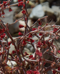 Eriogonum nidularium