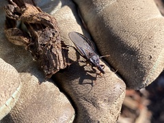 Triatoma