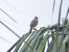 Elaenia flavogaster