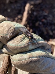 Triatoma