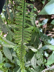 Polystichum hancockii