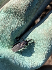 Triatoma