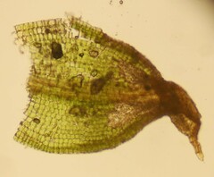 Tortula plinthobia