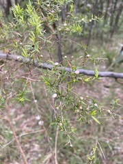 Leptospermum continentale