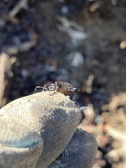 Triatoma