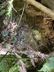 Polystichum hancockii