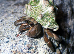 Coenobita