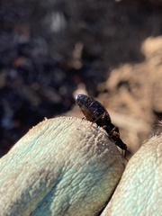 Triatoma
