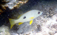Lutjanus monostigma