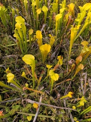Sarracenia flava