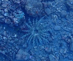 Actinodendron alcyonoideum