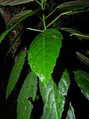 Urera baccifera