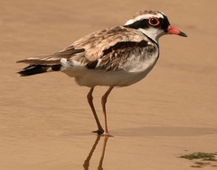 Elseyornis melanops