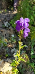 Aconitum ferox